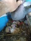 Pigeonnaux