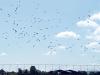 cigognes blanches