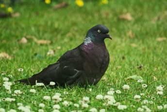 20240602122025melanistic_woodpigeon_by_hugh_linn_wrexham.jpg