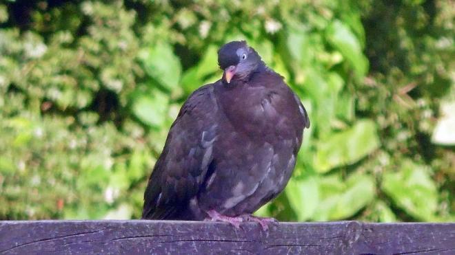 20240602122025woodpigeon03.jpg